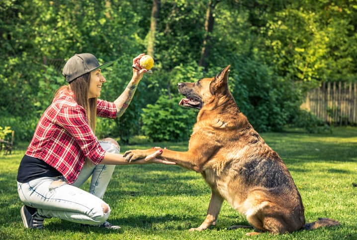 Dog Boarding with a Family: A Unique Pet Sitting Experience That Feels Like Home